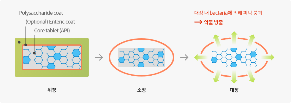 CSDS (Colon Specific Delivery System)의 작용